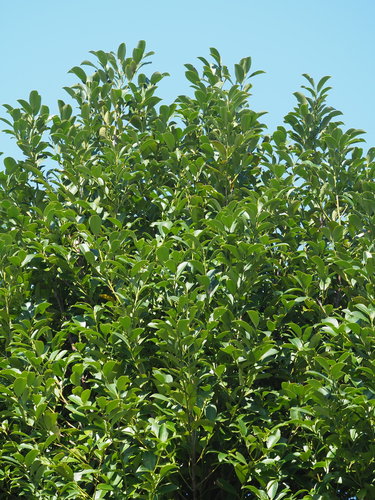 Cleyera japonica