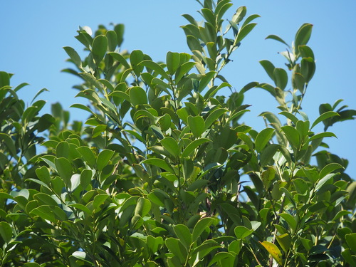 Cleyera japonica