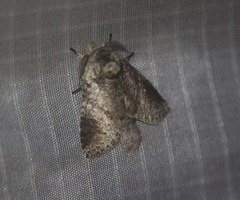 Epistauropus plagosus