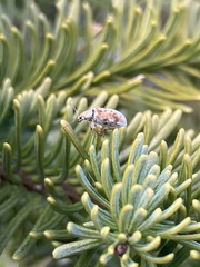 Pachyrhinus cinereus