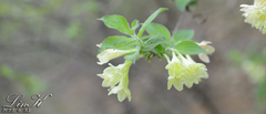 Weigela subsessilis