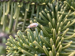 Pachyrhinus cinereus