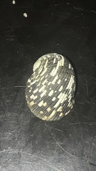 Nerita funiculata