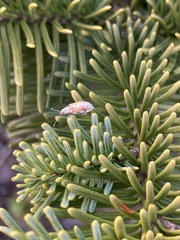 Pachyrhinus cinereus