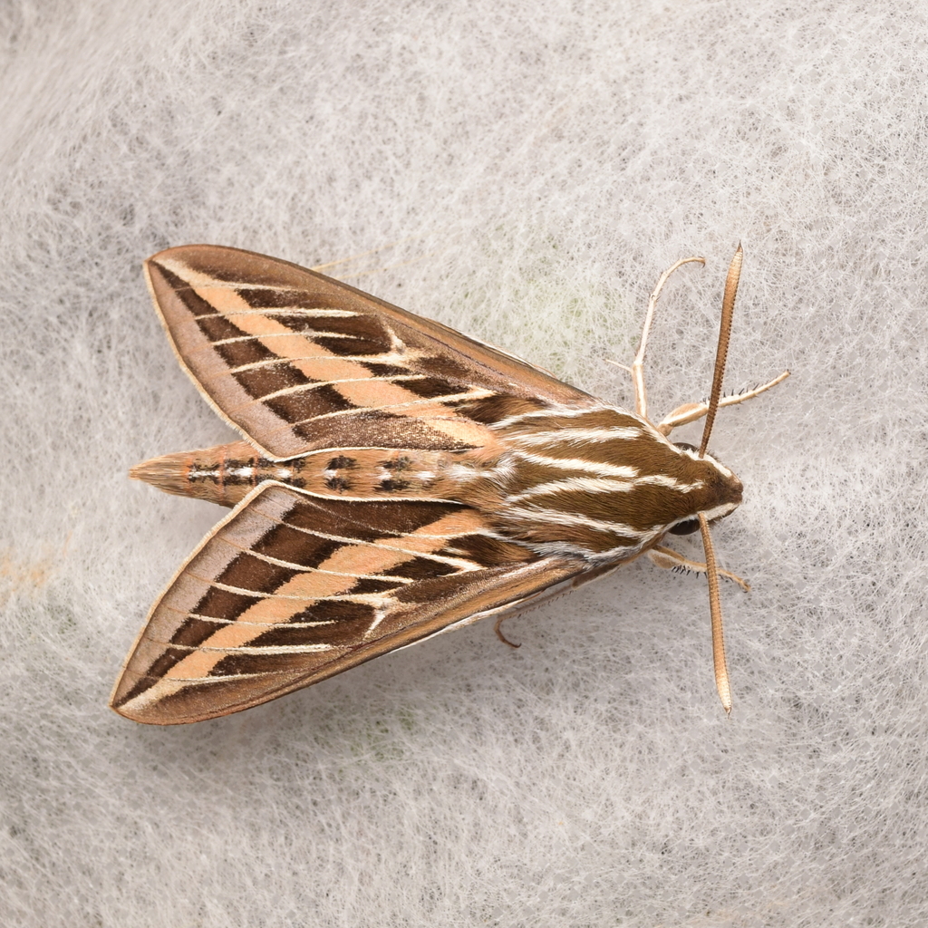 White-lined Sphinx (Insects of the Fort Worth Botanic Garden) · iNaturalist