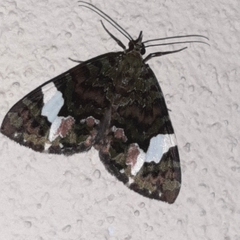 Hydriomena polyphonta