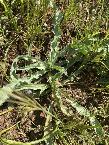 Jepson's Coyote Thistle* foliage
