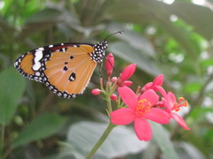 Danaus chrysippus