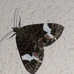 Hydriomena polyphonta