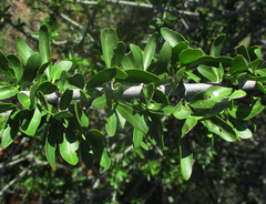 Elaeodendron transvaalense