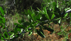 Elaeodendron transvaalense