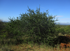 Elaeodendron transvaalense