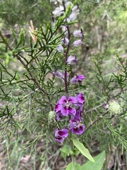 Streptanthus squamiformis