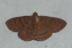 Homodes bracteigutta