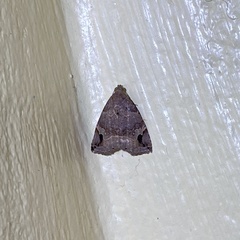 Ozarba melanodonta