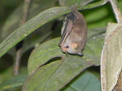 Mesophylla macconnelli