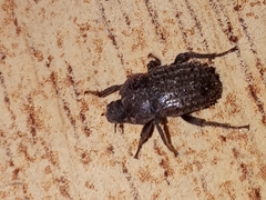Tenebrionidae