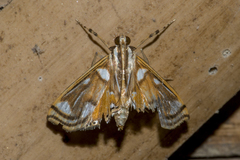 Malickyella lobophoralis