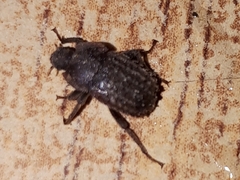 Tenebrionidae