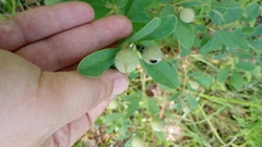 Baptisia nuttalliana