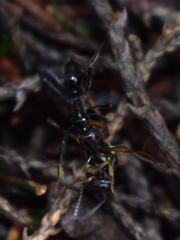 Neoponera aenescens