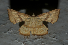 Corymica deducta