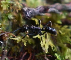 Neoponera aenescens
