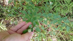 Baptisia nuttalliana