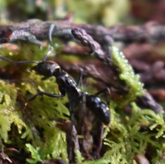 Neoponera aenescens