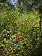 Triteleia ixioides ixioides