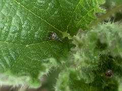 Agalliina