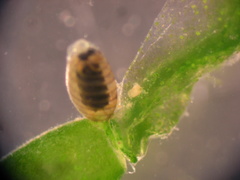 Chara australis