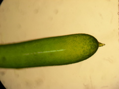 Chara australis