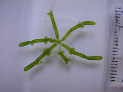 Chara australis