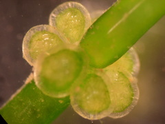 Chara australis