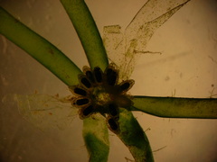 Chara australis