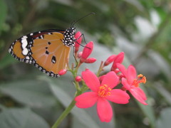 Danaus chrysippus