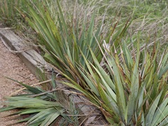 Yucca pallida