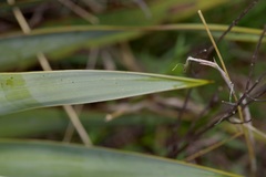 Yucca pallida