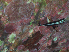 Chrysiptera flavipinnis