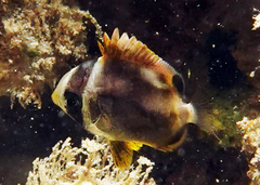 Chaetodon auriga