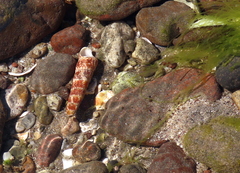 Turritella gonostoma