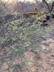 Vachellia schaffneri bravoensis