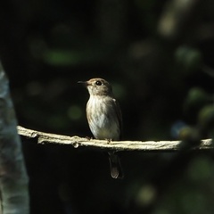 Muscicapa williamsoni
