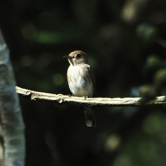 Muscicapa williamsoni