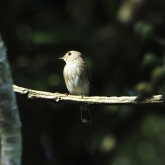 Muscicapa williamsoni