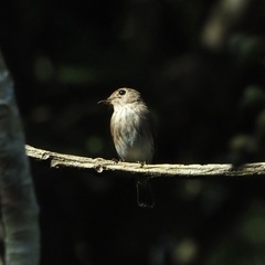 Muscicapa williamsoni