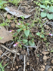 Erythranthe inconspicua