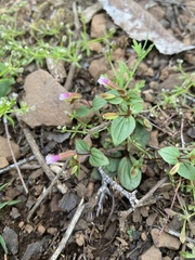 Erythranthe inconspicua