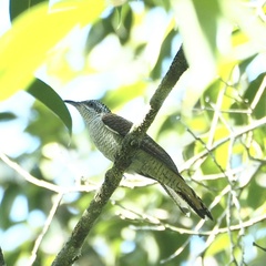 Cacomantis sonneratii